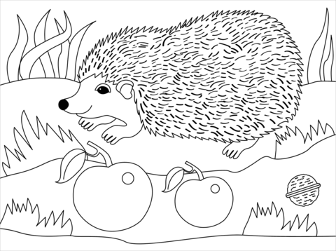 Coloring book hedgehog on the meadow